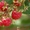 Продам Саженцы малины,  смородины,  яблоки,  клубники,  вишни,  черешни,  персика #552564