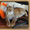 Рысь Сибирская в продаже ручные рысята #571000