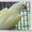 В продаже Ожереловые Белые попугаи, Серые, Голубые, Салатовые, Желтые попугаи - <ro>Изображение</ro><ru>Изображение</ru> #1, <ru>Объявление</ru> #571772