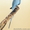 В продаже Ожереловые Белые попугаи, Серые, Голубые, Салатовые, Желтые попугаи - <ro>Изображение</ro><ru>Изображение</ru> #2, <ru>Объявление</ru> #571772