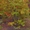 Живые изгороди.Саженцы сосны,берёзы,дуба,клена,липы,ясеня, граба,барбариса,тёрна - <ro>Изображение</ro><ru>Изображение</ru> #9, <ru>Объявление</ru> #604064