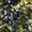 Живые изгороди.Саженцы сосны,берёзы,дуба,клена,липы,ясеня, граба,барбариса,тёрна - <ro>Изображение</ro><ru>Изображение</ru> #5, <ru>Объявление</ru> #604064
