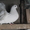 Продам голубей породы павлин,  белого цвета. #572428