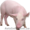 Продам Свиней(свині беконні)