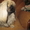Продаётся щенок пекинеса, кобель, цвет шиншилла, документы КСУ, д. р. 20.03.12. - <ro>Изображение</ro><ru>Изображение</ru> #4, <ru>Объявление</ru> #594511
