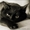 Чёрный кот - ваш личный домашний лекарь! #593549