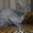 Канадик голубой минк - <ro>Изображение</ro><ru>Изображение</ru> #3, <ru>Объявление</ru> #602563