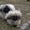 Продаётся щенок пекинеса, кобель, цвет шиншилла, документы КСУ, д. р. 20.03.12. - <ro>Изображение</ro><ru>Изображение</ru> #2, <ru>Объявление</ru> #594511