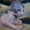 Exclusive! Элитные котята канадского сфинкса. Весна со сфинксом! - <ro>Изображение</ro><ru>Изображение</ru> #2, <ru>Объявление</ru> #576433