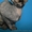 Красавица черепахового окраса из питомника Vip Person. Доставка - <ro>Изображение</ro><ru>Изображение</ru> #2, <ru>Объявление</ru> #576426