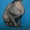 Красавица черепахового окраса из питомника Vip Person. Доставка - <ro>Изображение</ro><ru>Изображение</ru> #1, <ru>Объявление</ru> #576426