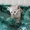Котята серебристая шиншилла - <ro>Изображение</ro><ru>Изображение</ru> #2, <ru>Объявление</ru> #564330