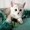 Котята серебристая шиншилла - <ro>Изображение</ro><ru>Изображение</ru> #1, <ru>Объявление</ru> #564330