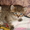 Британские чистокровные котята (мальчики) - <ro>Изображение</ro><ru>Изображение</ru> #3, <ru>Объявление</ru> #591954
