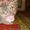 Британские чистокровные котята (мальчики) - <ro>Изображение</ro><ru>Изображение</ru> #1, <ru>Объявление</ru> #591954