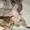 Британские чистокровные котята (мальчики) - <ro>Изображение</ro><ru>Изображение</ru> #5, <ru>Объявление</ru> #591954