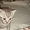 Британские чистокровные котята (мальчики) - <ro>Изображение</ro><ru>Изображение</ru> #6, <ru>Объявление</ru> #591954