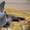 Британские чистокровные котята - <ro>Изображение</ro><ru>Изображение</ru> #3, <ru>Объявление</ru> #584554