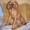 продаю щенка родезийского риджбека - <ro>Изображение</ro><ru>Изображение</ru> #1, <ru>Объявление</ru> #604778