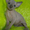 Канадик голубой минк - <ro>Изображение</ro><ru>Изображение</ru> #1, <ru>Объявление</ru> #602563