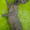 Канадик голубой минк - <ro>Изображение</ro><ru>Изображение</ru> #2, <ru>Объявление</ru> #602563