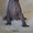 Exclusive! Элитные котята канадского сфинкса. Весна со сфинксом! - <ro>Изображение</ro><ru>Изображение</ru> #1, <ru>Объявление</ru> #576433
