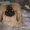 Продаётся щенок пекинеса, кобель, цвет шиншилла, документы КСУ, д. р. 20.03.12. - <ro>Изображение</ro><ru>Изображение</ru> #5, <ru>Объявление</ru> #594511