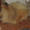 Продаётся щенок пекинеса, кобель, цвет шиншилла, документы КСУ, д. р. 20.03.12. - <ro>Изображение</ro><ru>Изображение</ru> #6, <ru>Объявление</ru> #594511