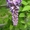  Глициния (wisteria floribunda),  саженцы.