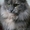 Шикарная кошка породы норвежская лесная - <ro>Изображение</ro><ru>Изображение</ru> #2, <ru>Объявление</ru> #593530