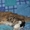 Сибирский котик ищет семью #593528