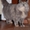 Шикарная кошка породы норвежская лесная