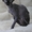 Канадик голубой минк - <ro>Изображение</ro><ru>Изображение</ru> #4, <ru>Объявление</ru> #602563