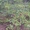 саженцы граба,клена,липы,черёмухи,рябины,барбариса,боярышника,тёрна,ели,сосны - <ro>Изображение</ro><ru>Изображение</ru> #4, <ru>Объявление</ru> #629892