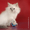 Продам сибирских котят колорных окрасов в Киеве #632484