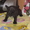 Щенки французских бульдогов - <ro>Изображение</ro><ru>Изображение</ru> #2, <ru>Объявление</ru> #604326
