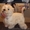 Тримминг собак,  стрижка- Вест Хайленд Вайт Терьер,  West Highland White Terrier,   #608442