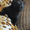 котята Курильского бобтейла - <ro>Изображение</ro><ru>Изображение</ru> #6, <ru>Объявление</ru> #622641