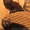 котята Курильского бобтейла - <ro>Изображение</ro><ru>Изображение</ru> #7, <ru>Объявление</ru> #622641