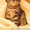 котята Курильского бобтейла - <ro>Изображение</ro><ru>Изображение</ru> #2, <ru>Объявление</ru> #622641