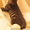 котята Курильского бобтейла - <ro>Изображение</ro><ru>Изображение</ru> #8, <ru>Объявление</ru> #622641