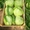 Продажа фруктов,  овощей,  свежезамороженной продукции,  сухофруктов,  Сер #621864
