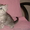 Британские шикарные котята недорого - <ro>Изображение</ro><ru>Изображение</ru> #2, <ru>Объявление</ru> #608523