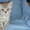 Британские шикарные котята недорого - <ro>Изображение</ro><ru>Изображение</ru> #5, <ru>Объявление</ru> #608523