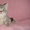 Британские шикарные котята недорого - <ro>Изображение</ro><ru>Изображение</ru> #4, <ru>Объявление</ru> #608523
