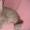 Британские шикарные котята недорого - <ro>Изображение</ro><ru>Изображение</ru> #7, <ru>Объявление</ru> #608523