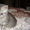 Британские шикарные котята недорого - <ro>Изображение</ro><ru>Изображение</ru> #6, <ru>Объявление</ru> #608523