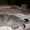 Британские шикарные котята недорого - <ro>Изображение</ro><ru>Изображение</ru> #8, <ru>Объявление</ru> #608523