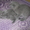 Котята британци - <ro>Изображение</ro><ru>Изображение</ru> #3, <ru>Объявление</ru> #635625