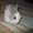 Декоративные карликовые крольчата #642253